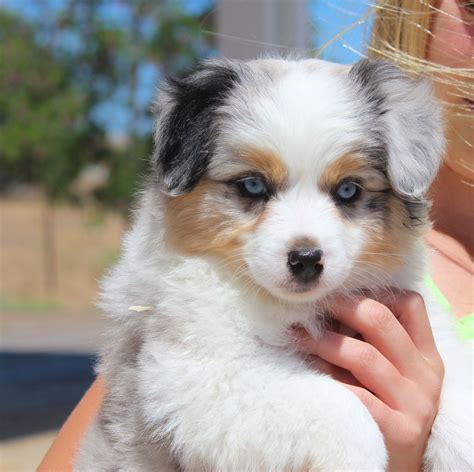 Mini aussie puppies - Miniature Australian Shepherd Appearance. There’s no question that this breed is a beauty, with a gorgeous coat that boasts a plethora of colors and a silky, soft texture. You’ll most often find their fluffy double-coats in shades of black, blue merle, red, and red merle. Miniature Australian Shepherds are medium-sized, though males almost ... 